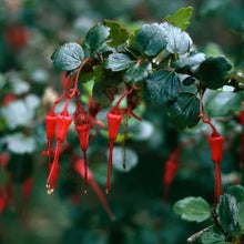 Load image into Gallery viewer, Ribes speciosum - Fuchsia Flowering Gooseberry
