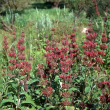 Load image into Gallery viewer, Salvia spathacea - Hummingbird Sage
