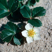 Load image into Gallery viewer, Fragaria chiloensis -  Beach Strawberry
