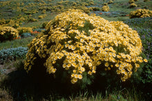 Load image into Gallery viewer, Leptosyne gigantea - Giant Coreopsis
