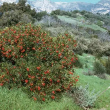 Load image into Gallery viewer, Heteromeles arbutifolia - Toyon
