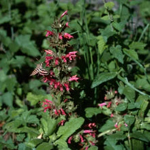 Load image into Gallery viewer, Salvia spathacea - Hummingbird Sage
