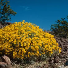 Load image into Gallery viewer, Encelia farinosa - Brittlebush
