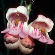 Load image into Gallery viewer, Penstemon palmeri - Palmer's Penstemon
