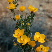 Load image into Gallery viewer, Dendromecon rigida - Bush Poppy
