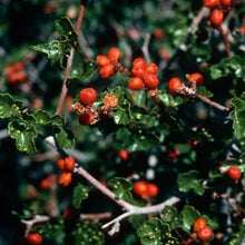 Load image into Gallery viewer, Rhus trilobata - Skunkbush
