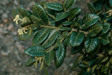 Load image into Gallery viewer, Quercus tomentella - Island Oak
