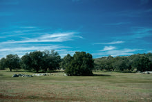 Load image into Gallery viewer, Quercus engelmannii - Engelmann Oak
