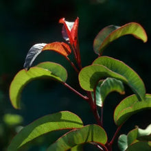 Load image into Gallery viewer, Malosma laurina - Laurel Sumac
