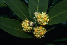 Load image into Gallery viewer, Umbellularia californica - California Bay Laurel
