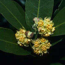 Load image into Gallery viewer, Umbellularia californica - California Bay Laurel
