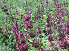 Load image into Gallery viewer, Salvia spathacea - Hummingbird Sage
