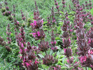 Salvia spathacea - Hummingbird Sage