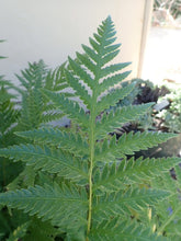 Load image into Gallery viewer, SBBG
