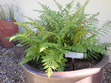 Load image into Gallery viewer, SBBG
