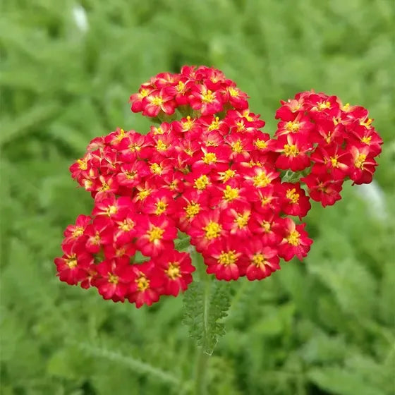 Achillea millefolium 'Red Velvet' - Red Velvet Yarrow