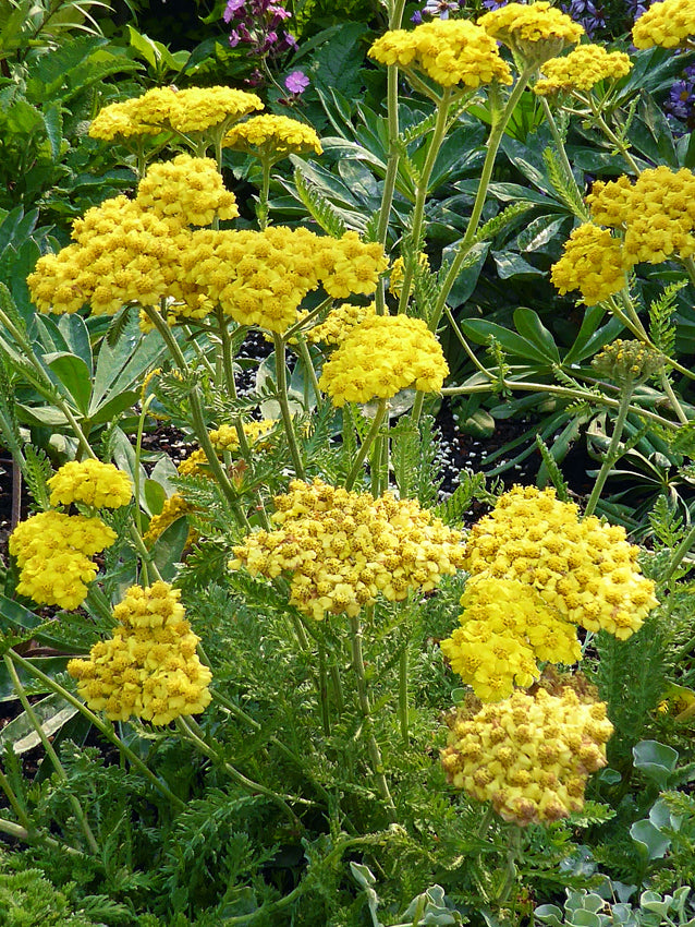 Achillea millefolium 'Little Moonshine' - Little Moonshine