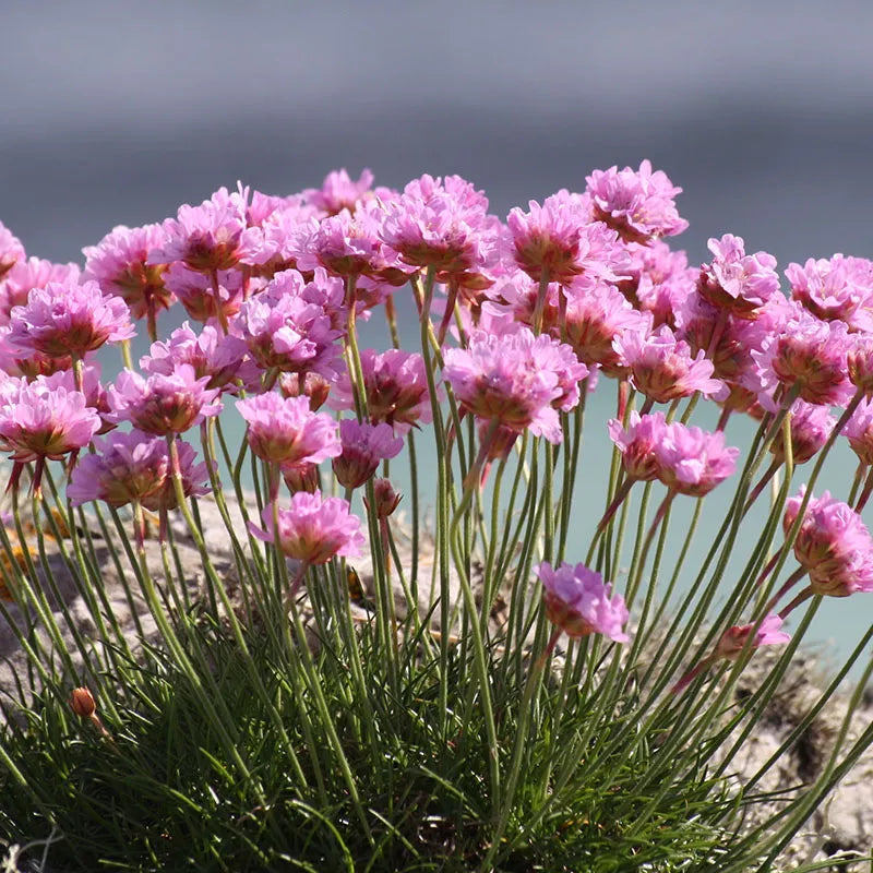 Armeria maritima 'Victor Reiter' - Victor Reiter Sea Thrift