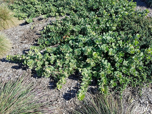 Arctostaphylos x media 'Peter Ehrlich' - Peter Ehrlich Manzanita