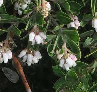 Arctostaphylos 'Anchor Bay' - Anchor Bay Manzanita