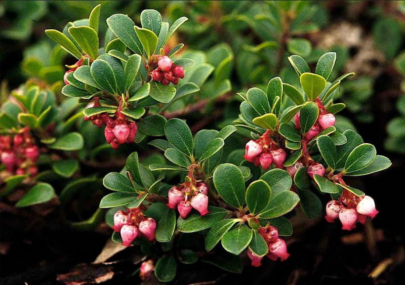 Arctostaphylos uva-ursi 'Green Bay' - Green Bay Manzanita