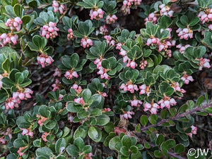 Arctostaphylos 'Point Reyes' - Point Reyes Manzanita