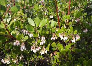 Arctostaphylos rudis - Sand Mesa Manzanita