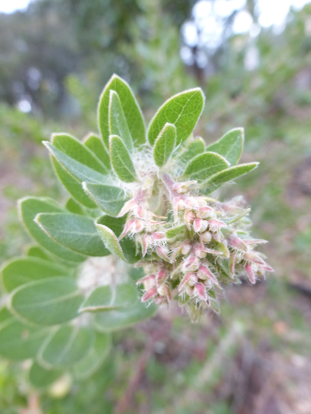 Arctostaphylos viridissima - White Haired Manzanita