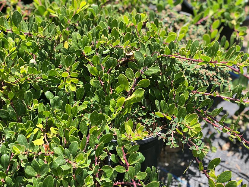 Arctostaphylos uva-ursi 'Green Supreme' - Green Supreme Manzanita