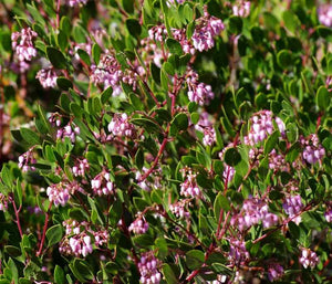 Arctostaphylos densiflora 'Harmony' - Harmony Manzanita