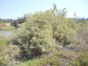 Atriplex lentiformis 'Island Form' - Island Form Saltbush