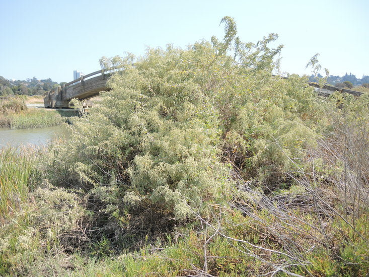 Atriplex lentiformis 'Island Form' - Island Form Saltbush