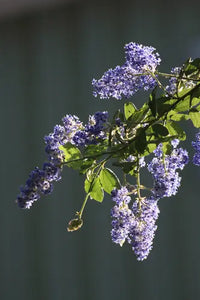 Ceanothus 'Antonette' -  Anotonette Ceanothus