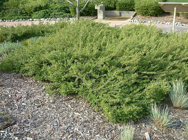 Baccharis 'Centennial' - Centennial Desert Broom