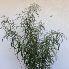 Load image into Gallery viewer, Artemisia palmeri - San Diego Sagewort
