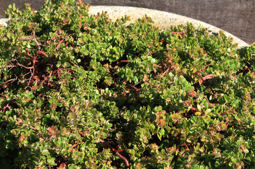 Arctostaphylous edmundsii 'Bert Johnson' - Bert Johnson Little Sur Manzanita