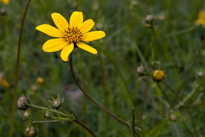 Bidens nudata - Baja Tickseed