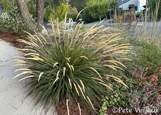 Calamagrostis nutkaensis x foliosa 'Little Nootka' - Pacific Reed Grass