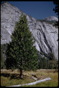 Calocedrus decurrens - Incense Cedar