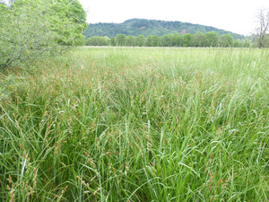 Carex barbarae - Santa Barbara Sedge