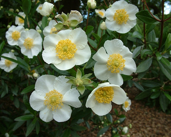 Carpenteria californica 'Elizabeth' - Elizabeth Bush Anemone