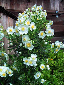 Carpenteria californica 'Elizabeth' - Elizabeth Bush Anemone