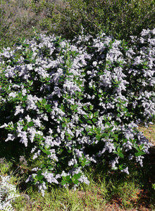 Ceanothus arboreus - Island Ceanothus