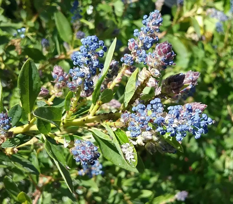 Ceanothus 'Blue Cascade'