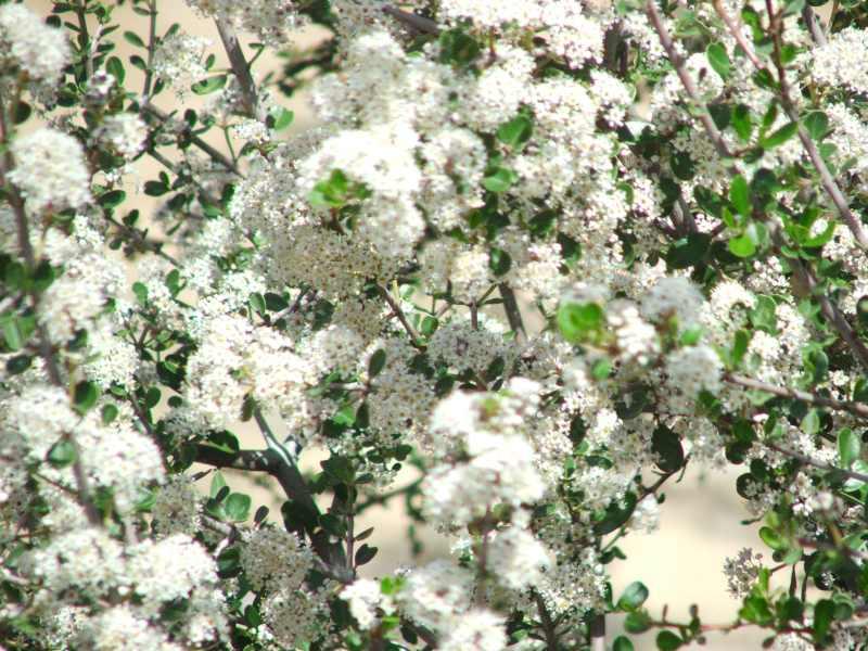 Ceanothus cuneatus - Buck Brush