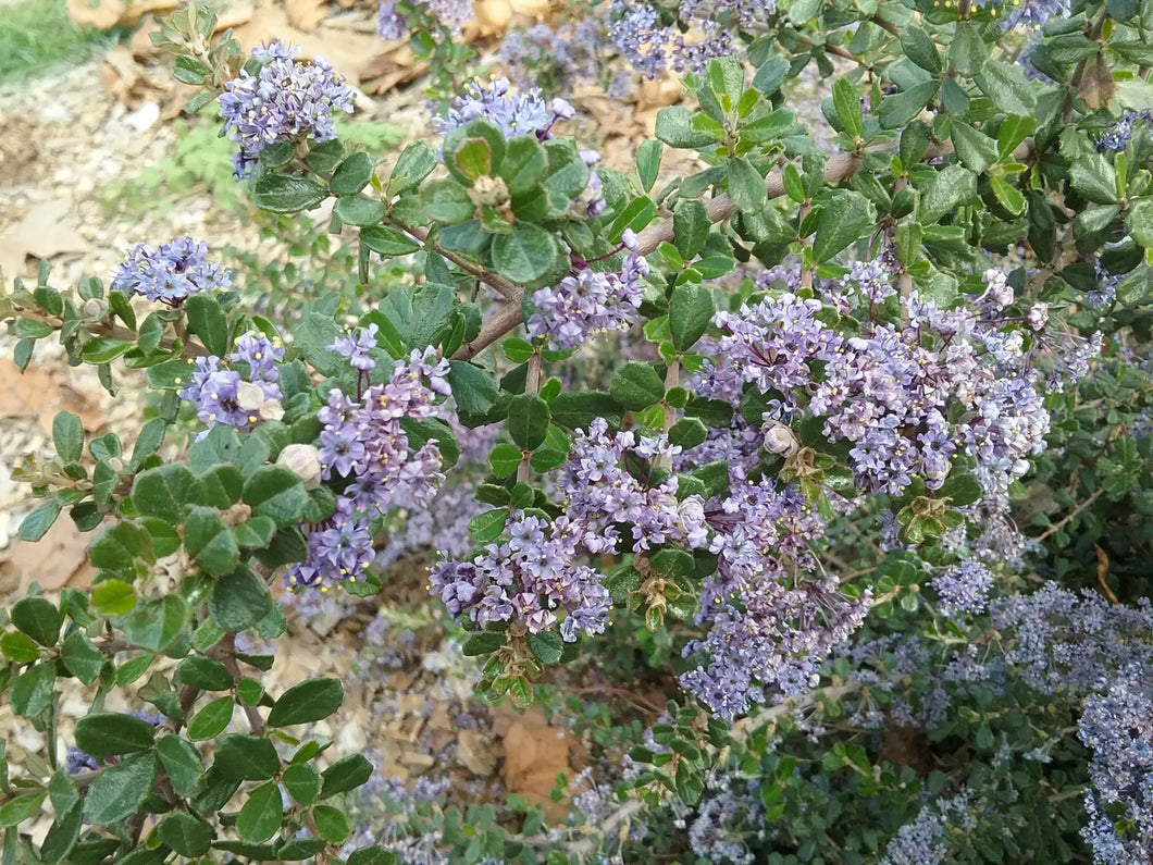 Ceanothus maritimus 'Frosty Dawn' - Frosty Dawn Mountain Lilac