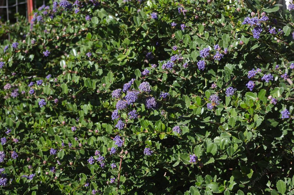 Ceanothus gloriosus 'Heart's Desire' - Heart's Desire Ceanothus