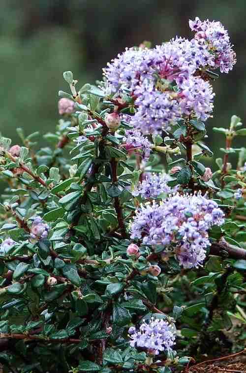 Ceanothus maritimus - Maritime Ceanothus