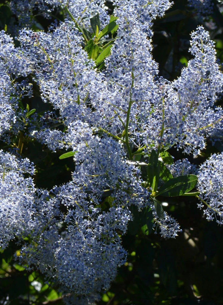 Ceanothus 'Sunbird' - Sunbird Ceanothus