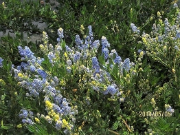 Ceanothus 'Matilija Bob' - Matilija Bob Ceanothus